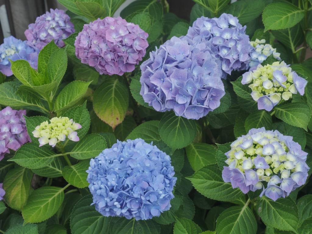 Hortensia bouture facile : pas à pas pour réussir la multiplication de vos hydrangeas au jardin