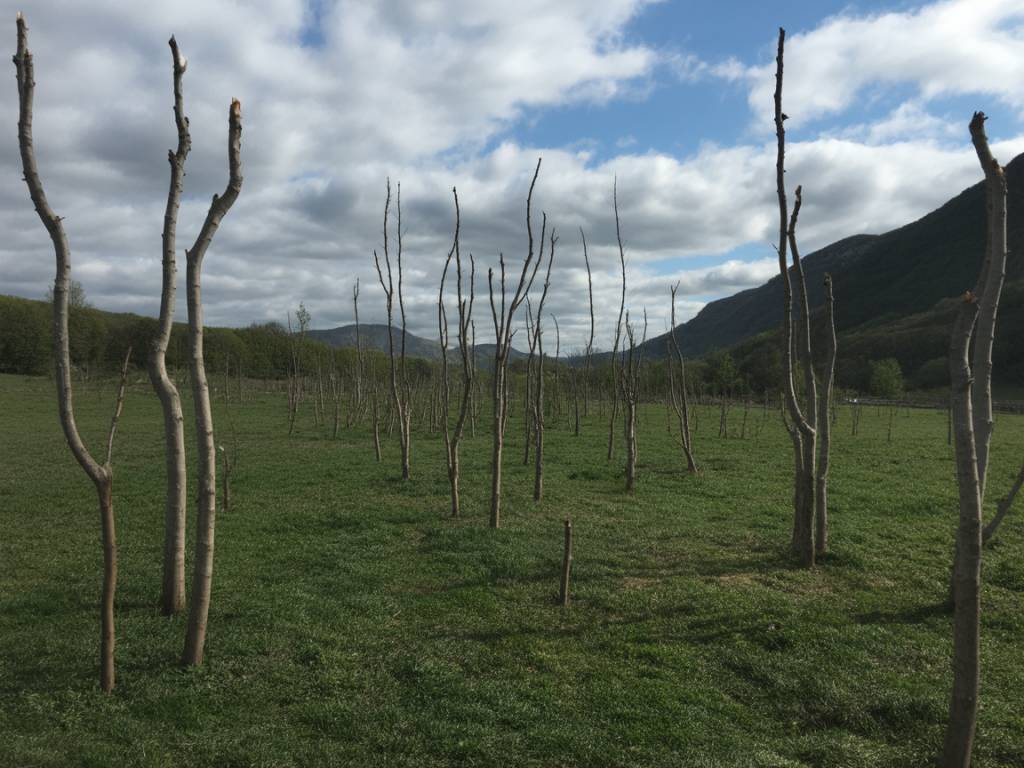 Haie sèche permaculture : construire un refuge pour la biodiversité avec des branches mortes