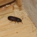 Coléoptères dans la maison : causes, identification et solutions efficaces