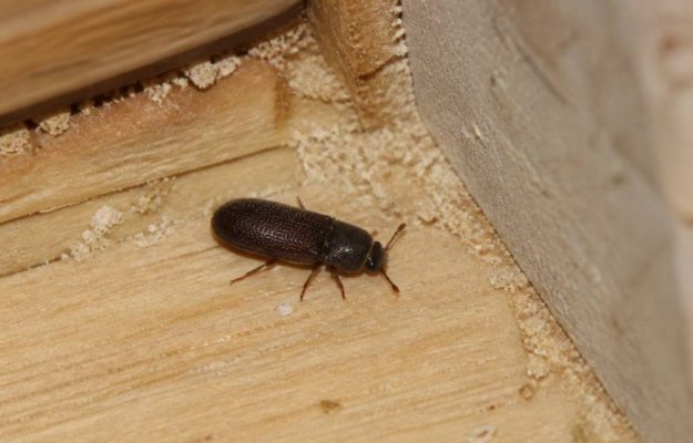 Coléoptères dans la maison : causes, identification et solutions efficaces