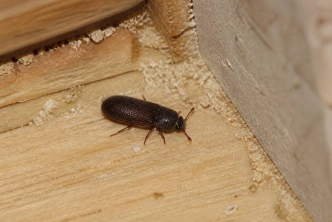 Coléoptères dans la maison : causes, identification et solutions efficaces