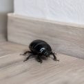 Scarabée noir dans la maison : identification, causes et solutions naturelles