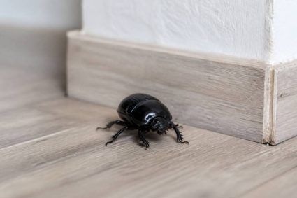 Scarabée noir dans la maison : identification, causes et solutions naturelles