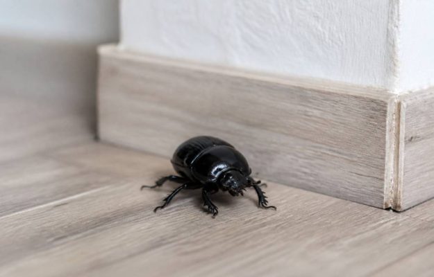 Scarabée noir dans la maison : identification, causes et solutions naturelles