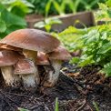Champignons de jardins : guide pour les identifier, les cultiver et préserver la biodiversité du sol