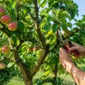 Tailler un pommier en été pour une récolte abondante et un arbre fruitier sain