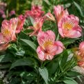 Alstroemeria princess lily : conseils de culture et d’entretien au jardin