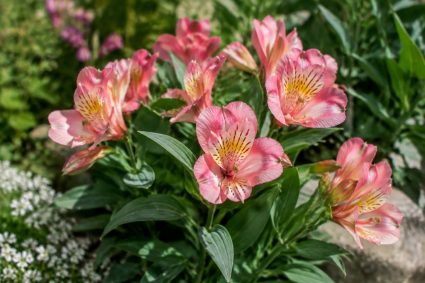 Alstroemeria princess lily : conseils de culture et d’entretien au jardin