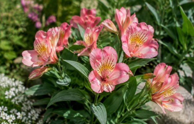 Alstroemeria princess lily : conseils de culture et d’entretien au jardin