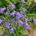 Campanula harebell : culture, entretien et conseils pour une floraison réussie