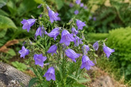 Campanula harebell : culture, entretien et conseils pour une floraison réussie