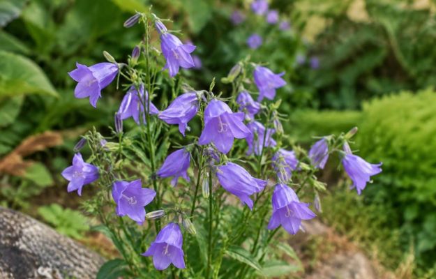 Campanula harebell : culture, entretien et conseils pour une floraison réussie