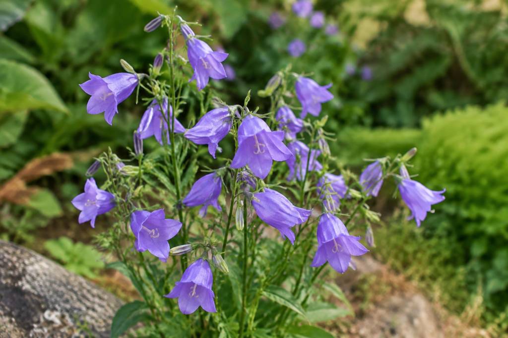 Campanula harebell : culture, entretien et conseils pour une floraison réussie