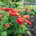 Chrysanthèmes d’Inde : plantation, entretien et associations au potager biologique