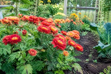 Chrysanthèmes d’Inde : plantation, entretien et associations au potager biologique