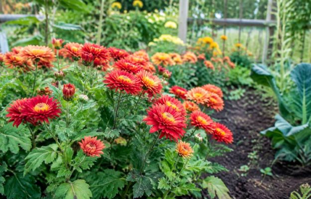 Chrysanthèmes d’Inde : plantation, entretien et associations au potager biologique
