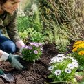 Mars fleur : quelles fleurs planter au jardin au début du printemps ?