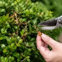 Buis maladie : causes, symptômes et solutions naturelles pour le préserver
