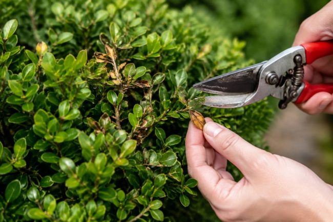 Buis maladie : causes, symptômes et solutions naturelles pour le préserver