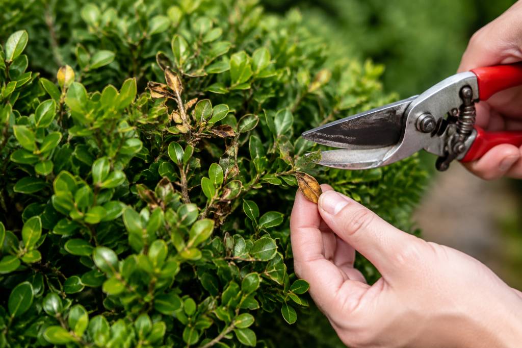 Buis maladie : causes, symptômes et solutions naturelles pour le préserver