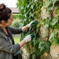 Comment enlever du lierre sur un mur sans l’endommager